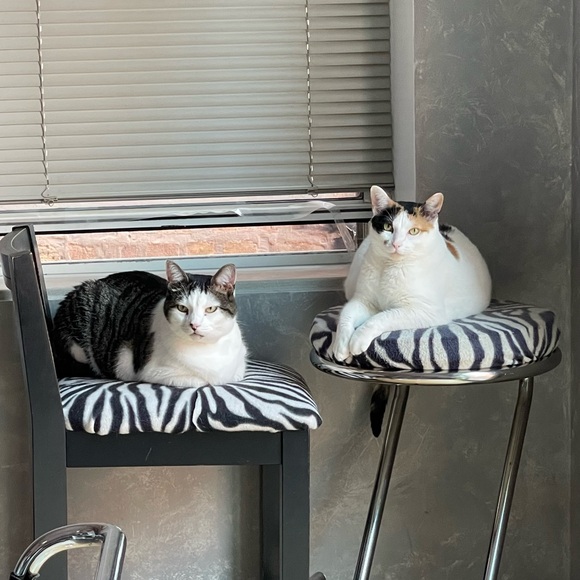 Meet your Posher, Grace / Mrs G on Road (Mrs G for short) - Picture 2 of 2